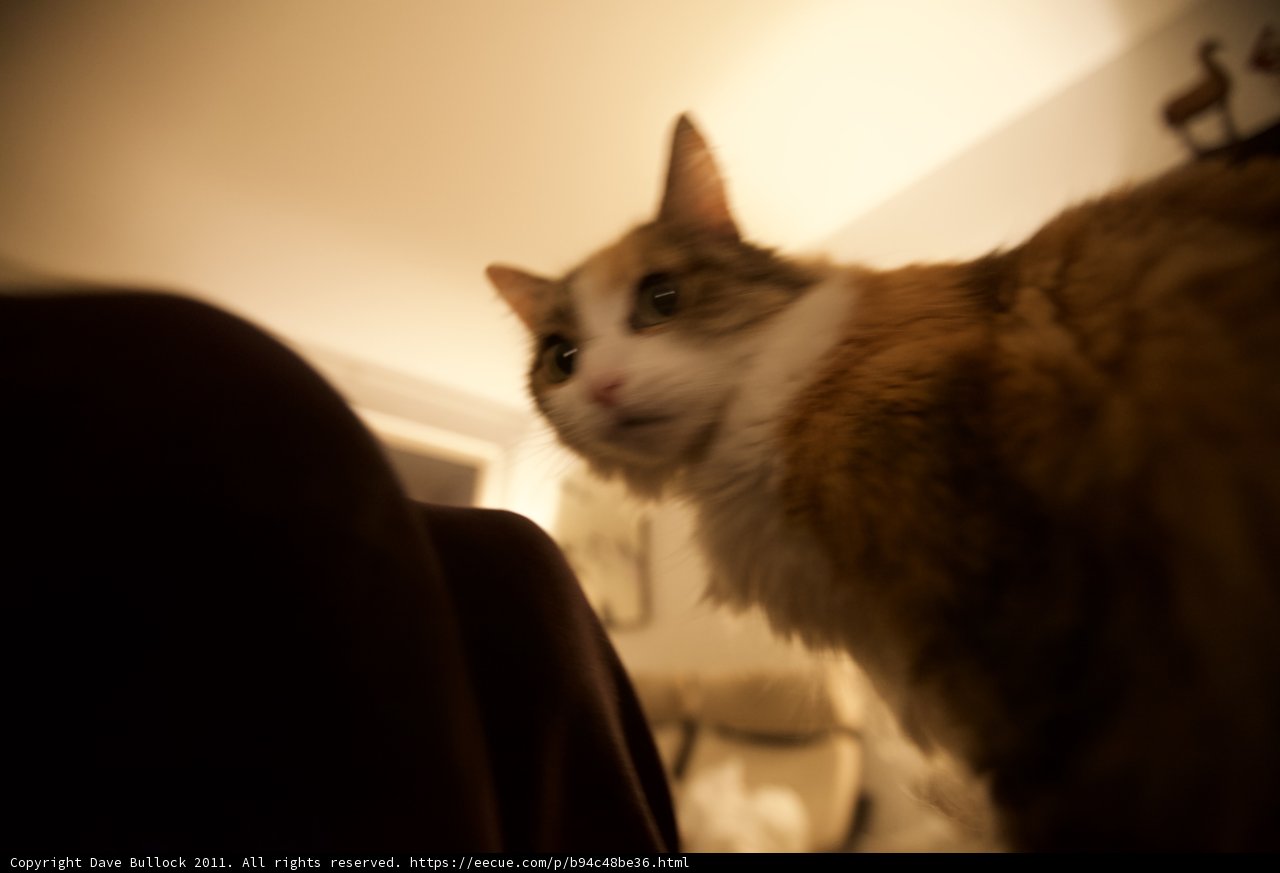 The Feline Stare