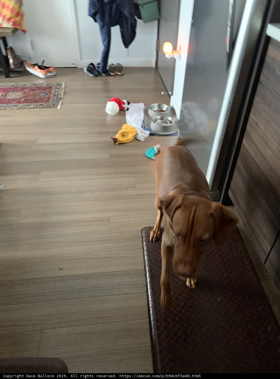 Kitchen Canine