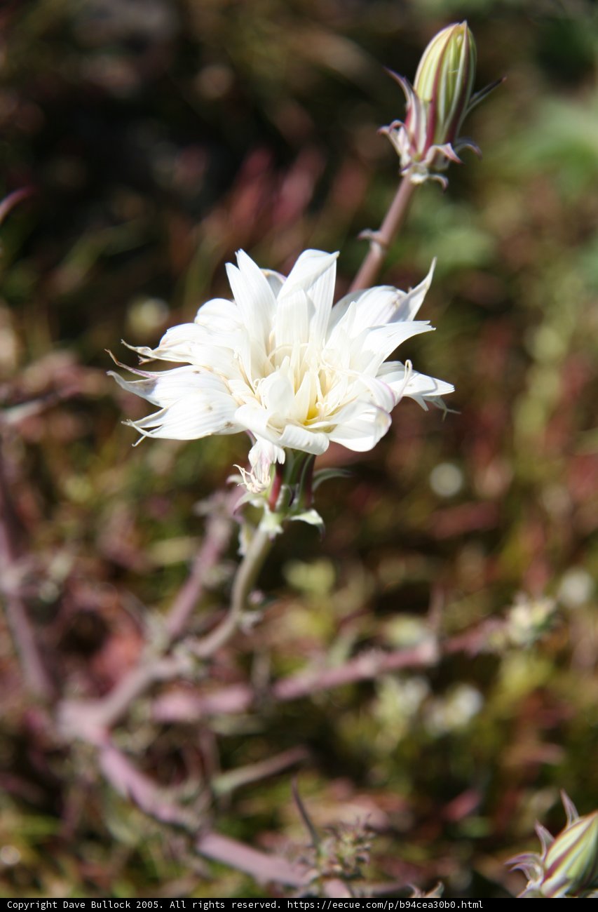 White Flower in the Grass