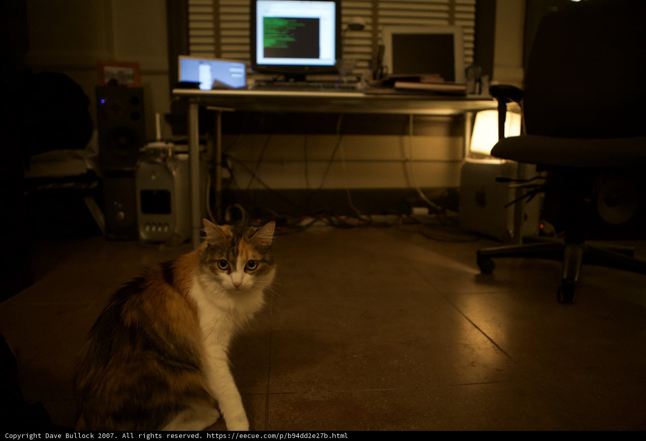 Feline Computer Companion