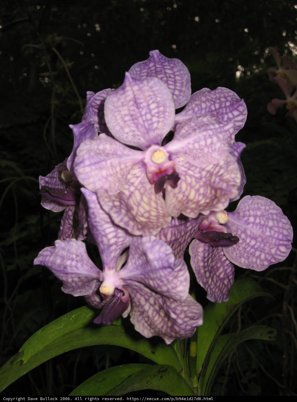 Majestic Purple Orchid