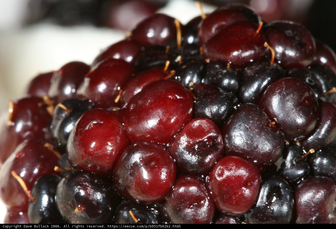 Sweet and Juicy Blackberries