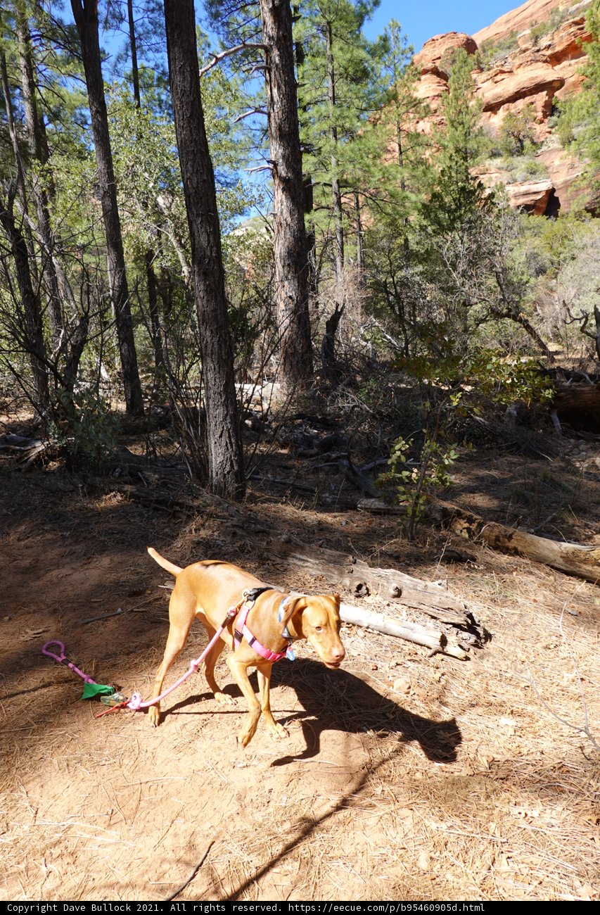 A Canine Hike Through the Coconino Grove