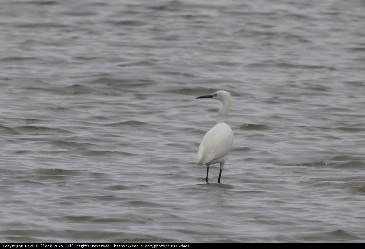 Majestic Presence in San Pablo Bay