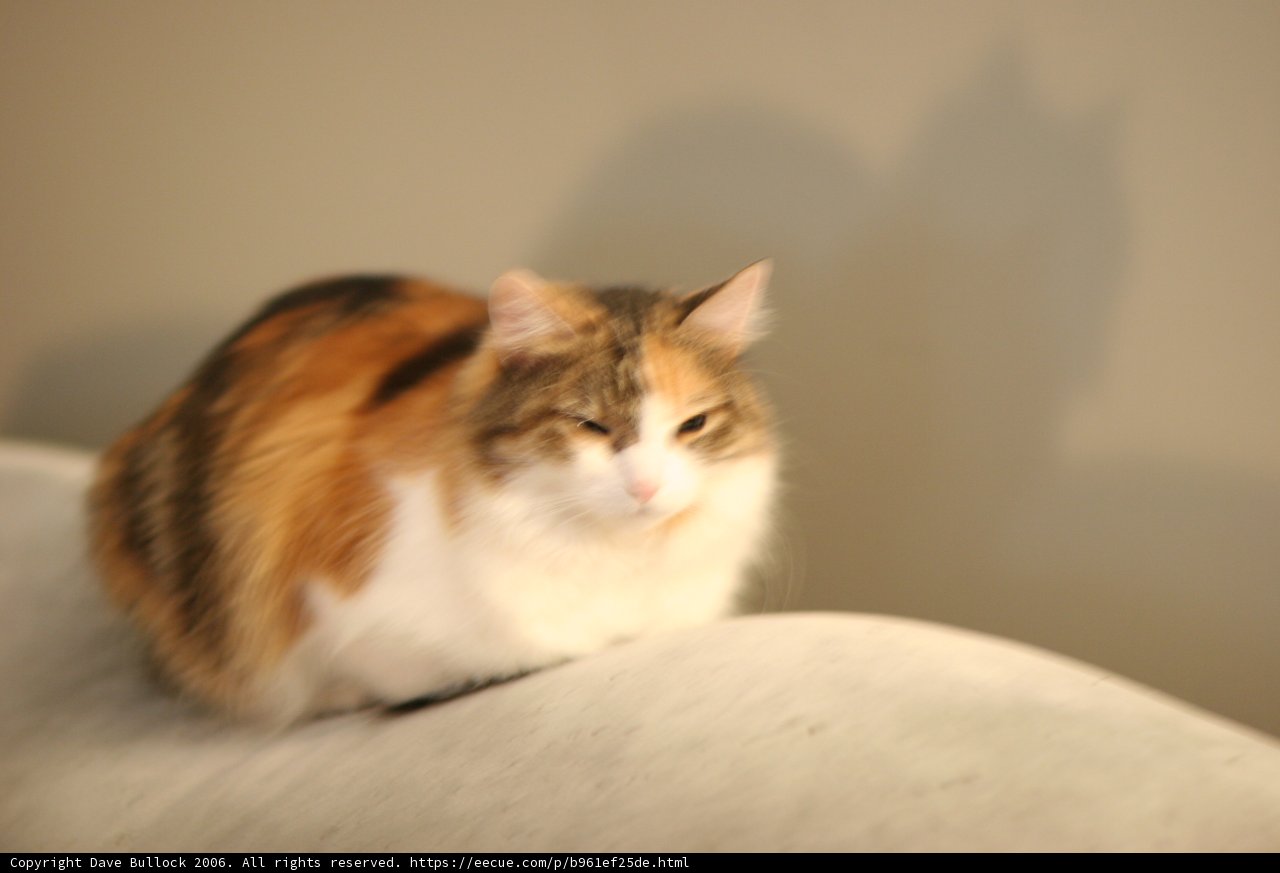 The Relaxed Manx Cat