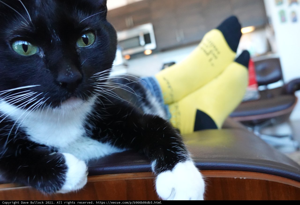 Elegant Feline Resting on Vintage Chair