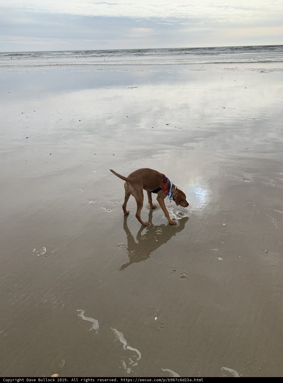 Canine on the Coast