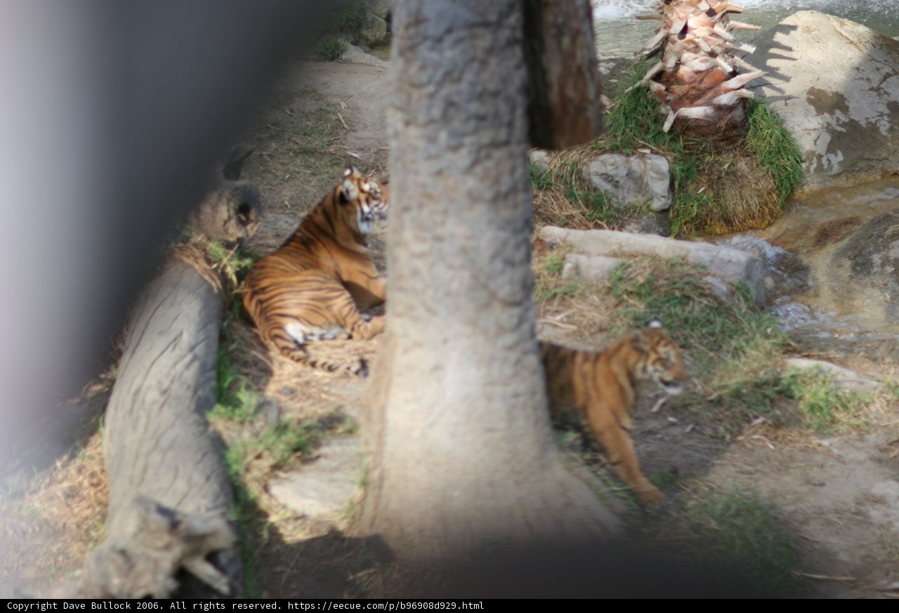 Majestic Tigers at the Zoo