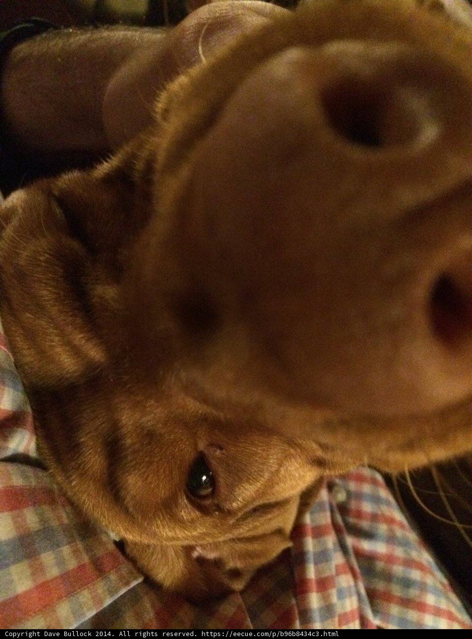 Sleeping Pup with an Uptilted Nose