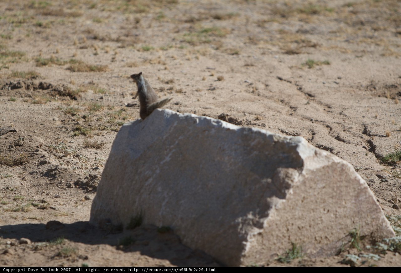 Ground Squirrel Taking a Break
