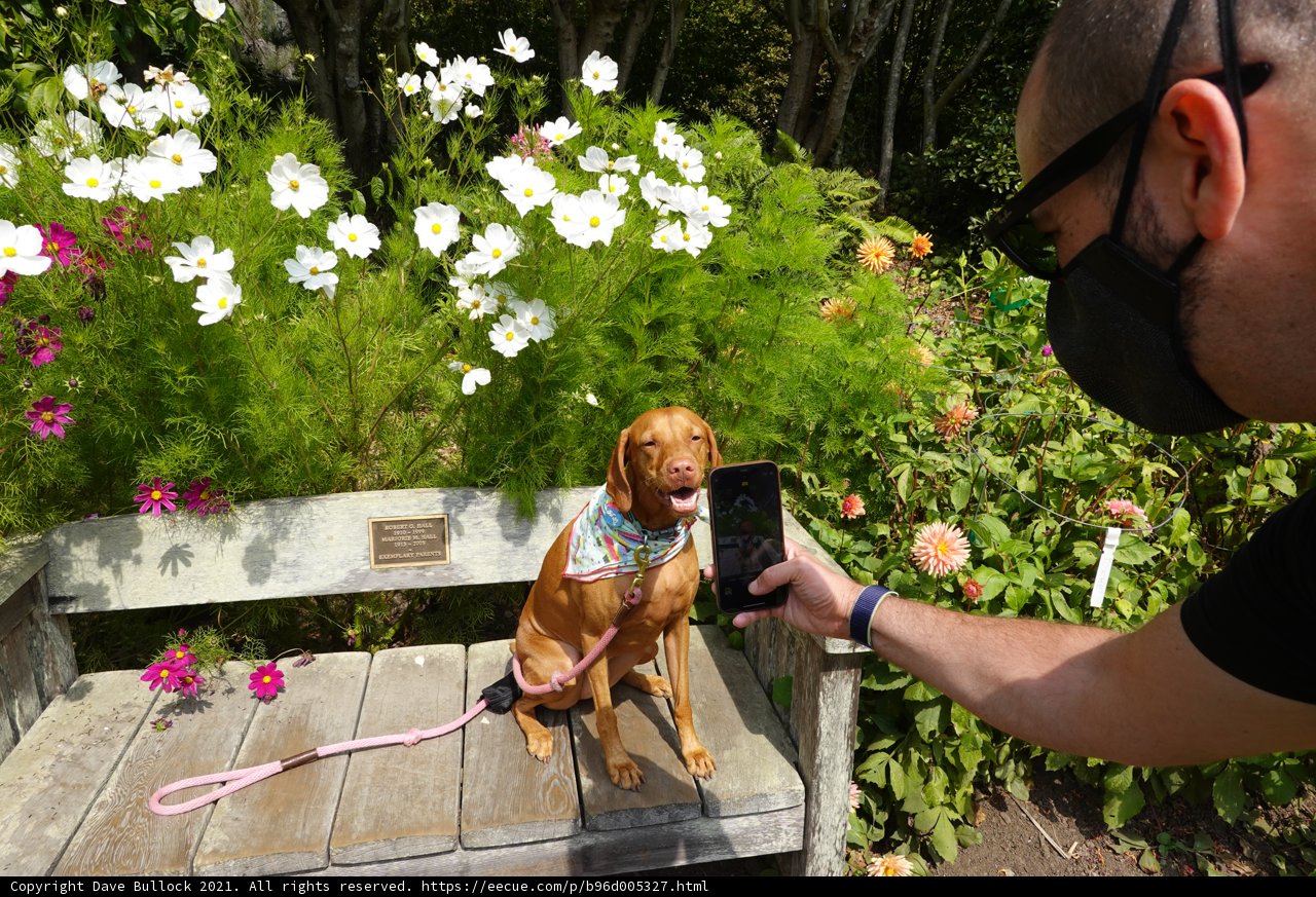 Capturing the Moment with Furry Friends