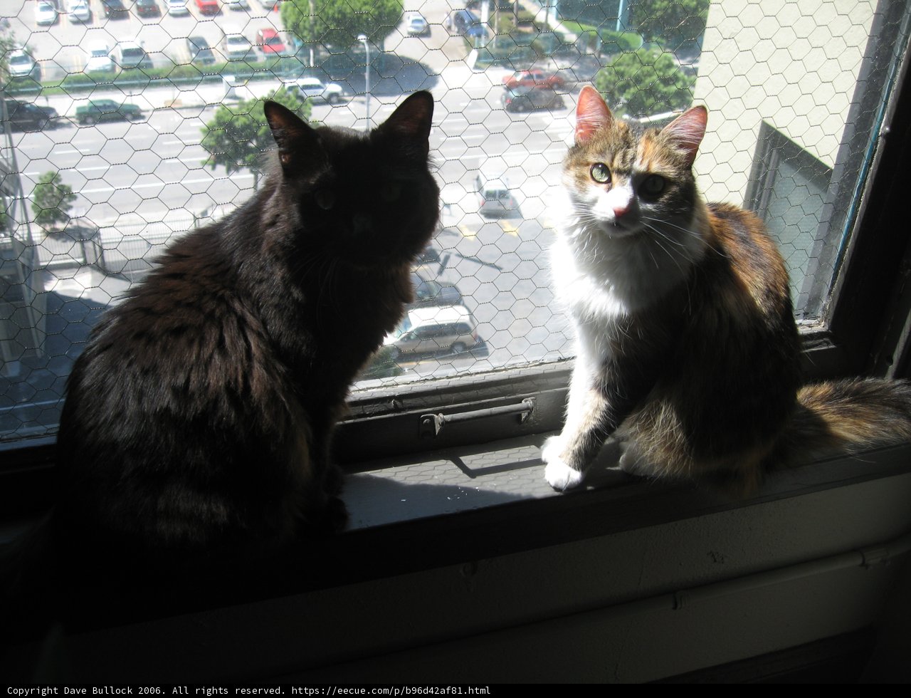 Cats in the City