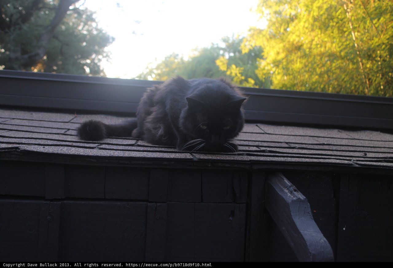 The Watchful Black Cat on the Rooftop