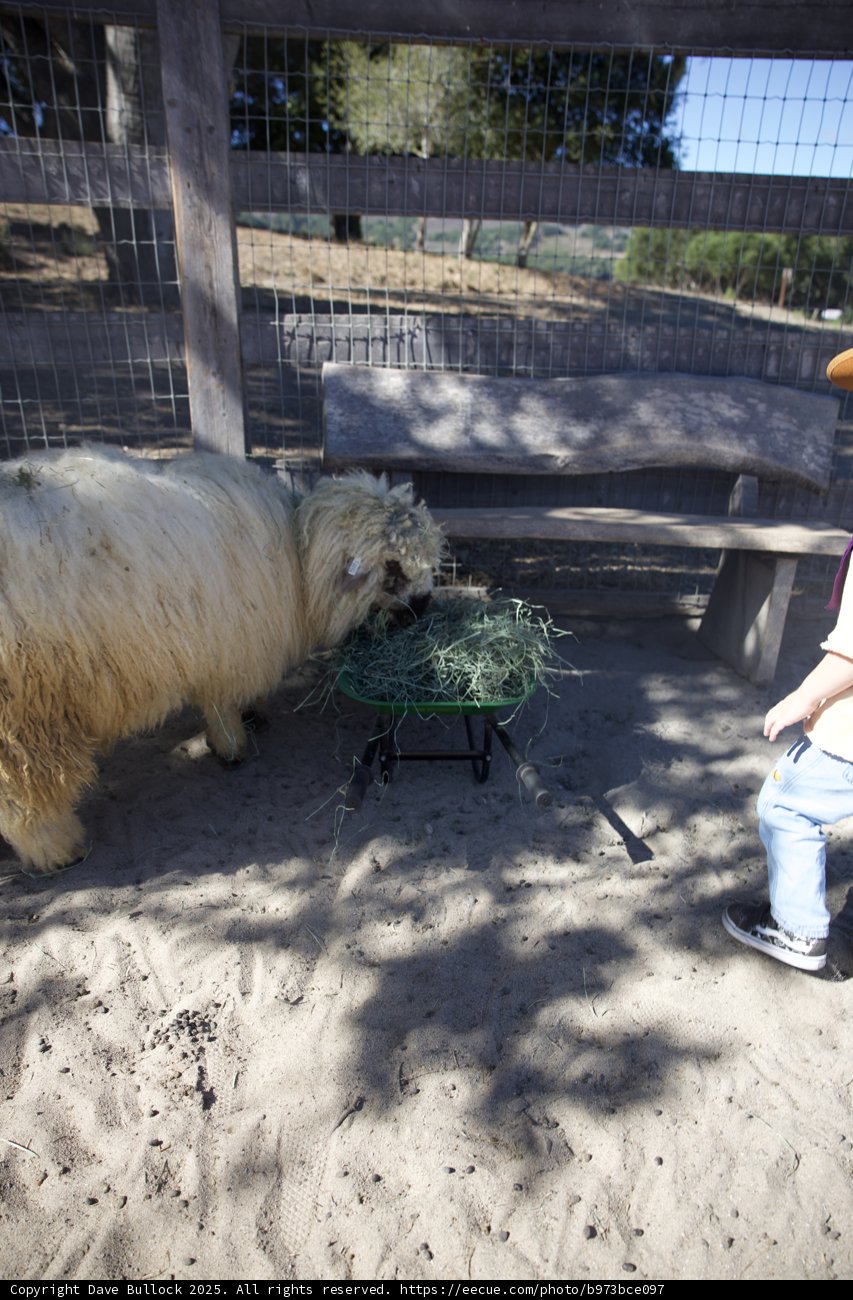 Curious Encounter at Carmel Valley Ranch