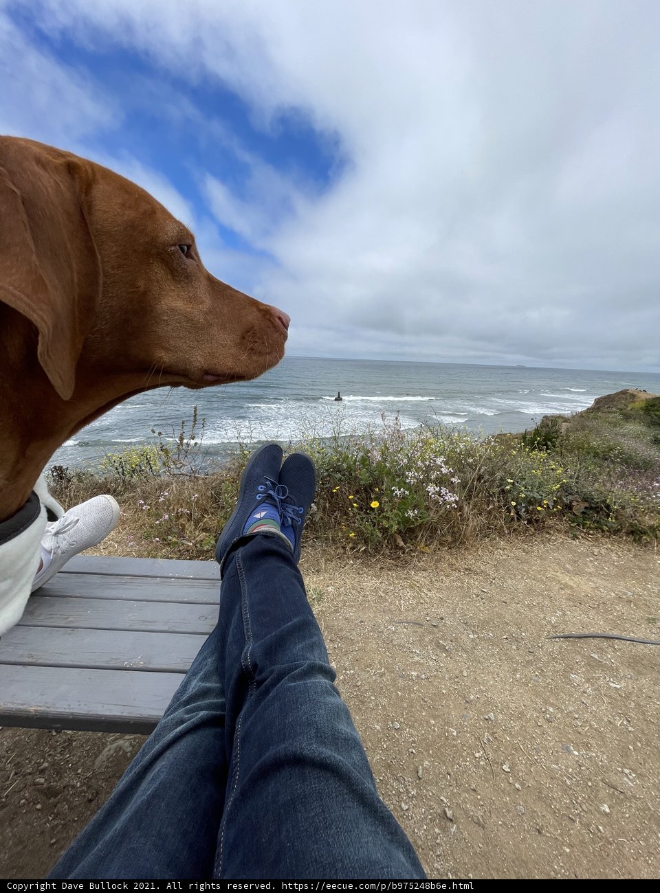 Coastal Companion