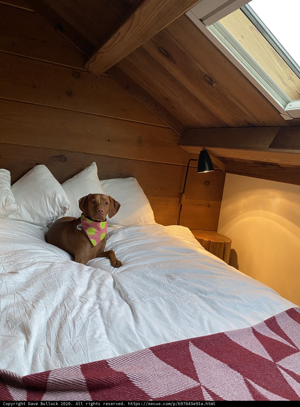 Cozy Canine Retreat