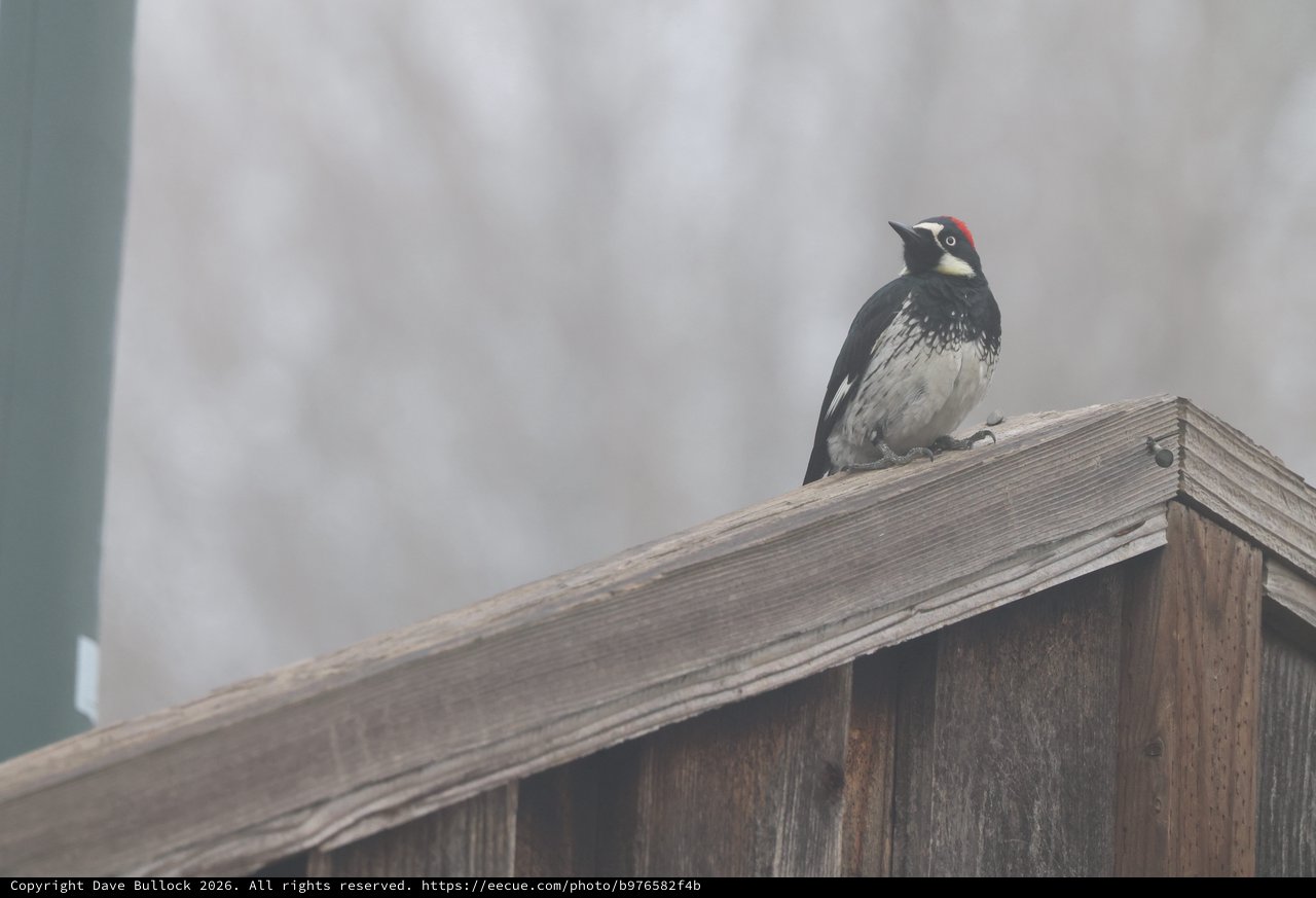 Acorn Woodpecker Perched on Weathered Fence