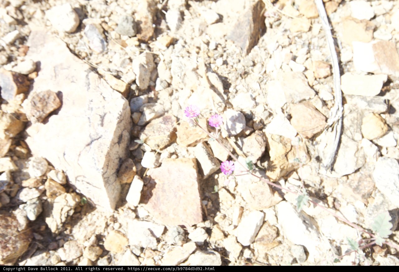 A Lone Flower in the Desert Rubble