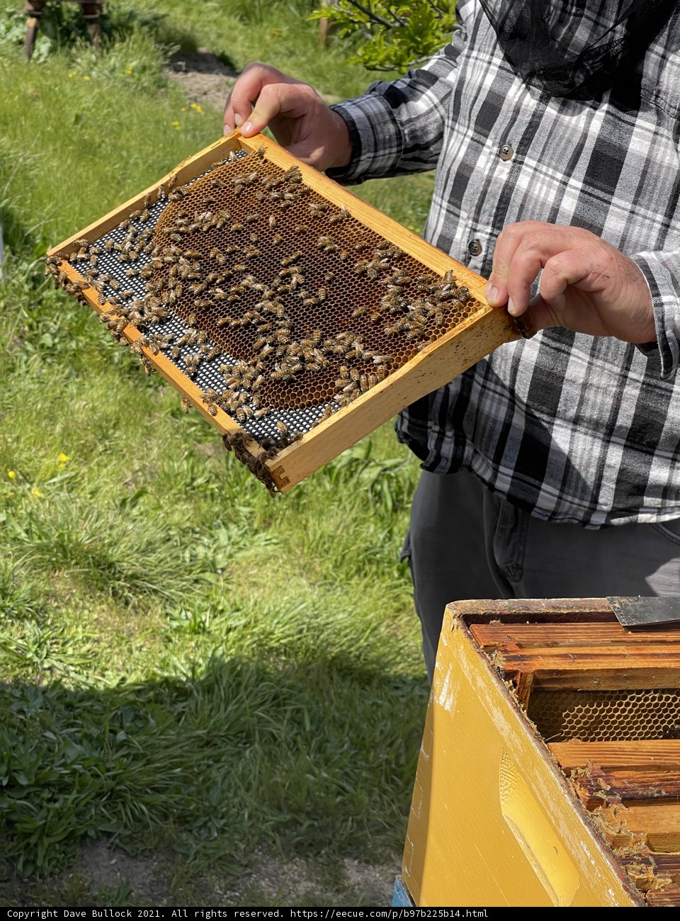 Beekeeping in Carmel