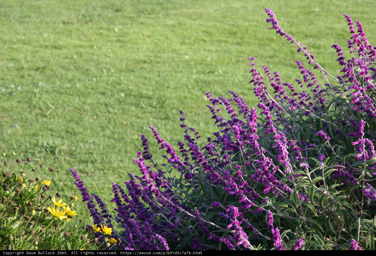 Purple Snapdragons in the Wild Grass