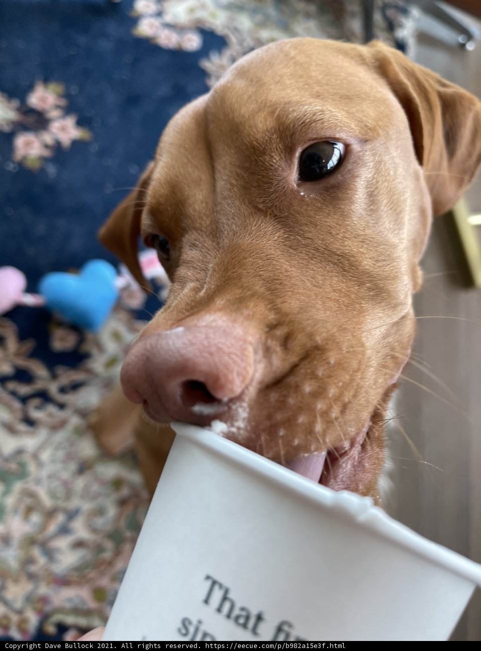 Coffee Break with my Furry Friend