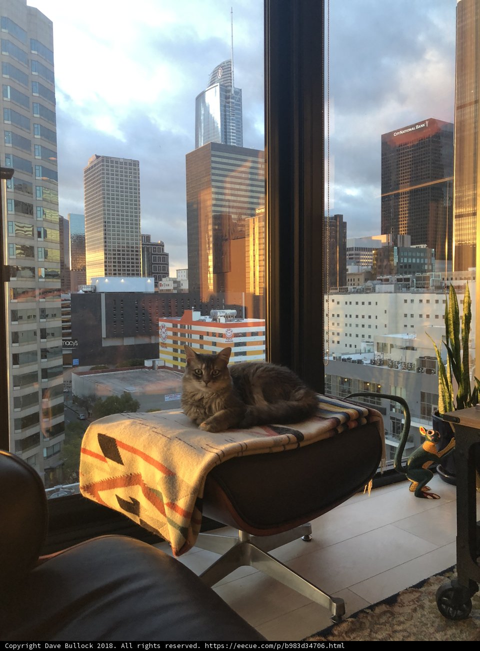 City Cat Nap