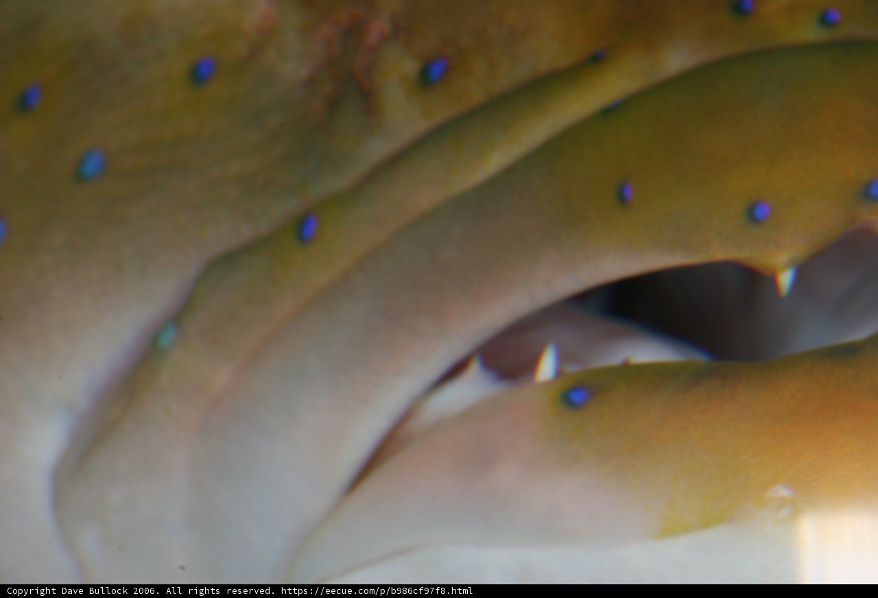 Blue Spot Fish