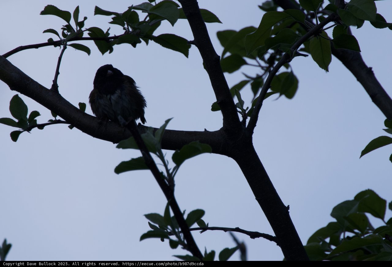 Resting Silhouette
