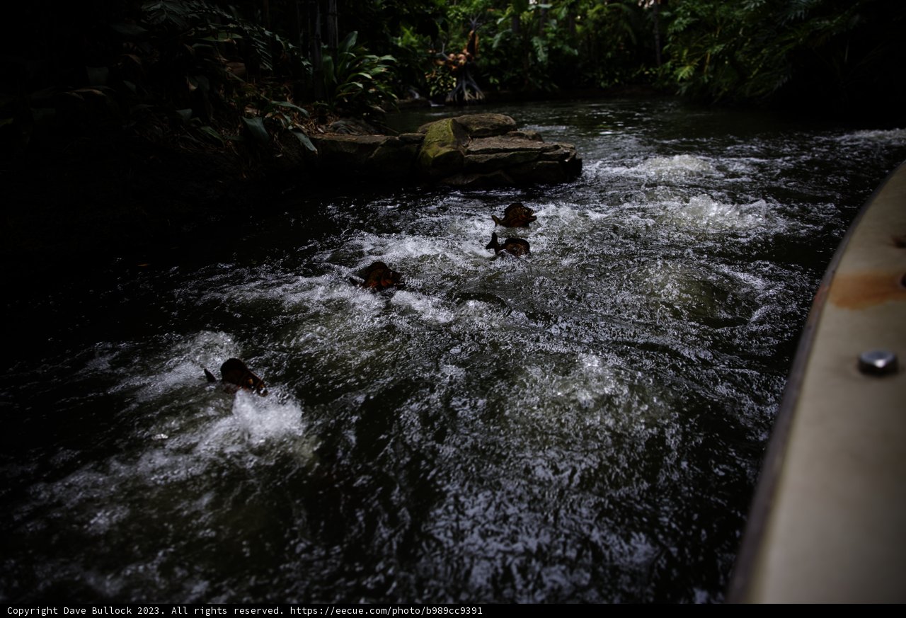 Serene River Fish Encounter