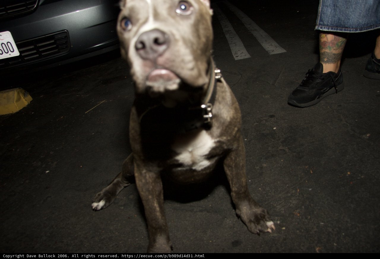 Pensive Pitbull