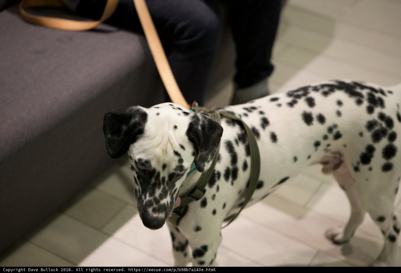 Regal Dalmatian