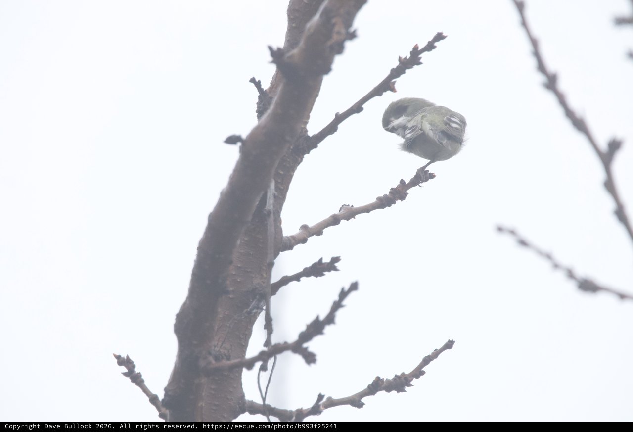 Small Bird Perched on Winter Branch in Soft Light