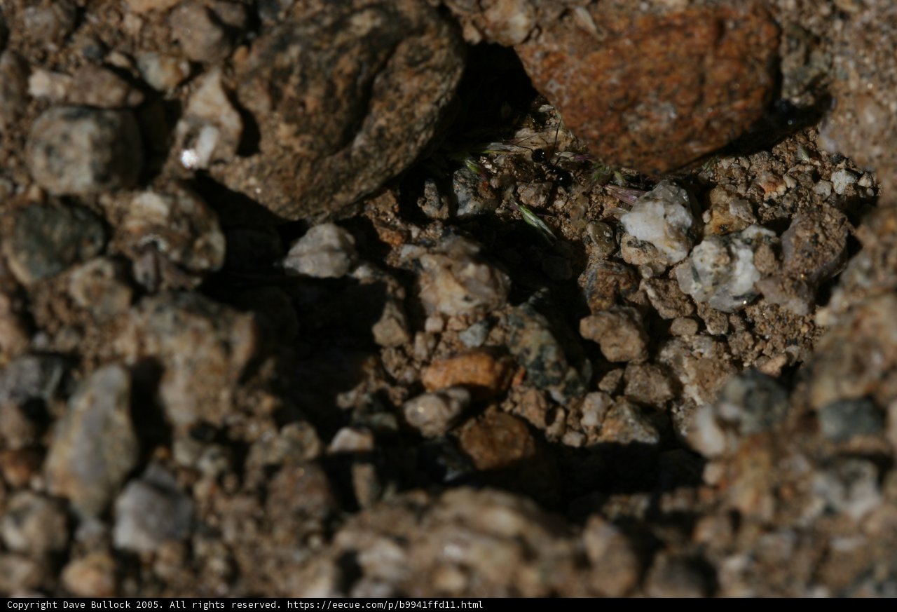 Nature's Perforated Rock