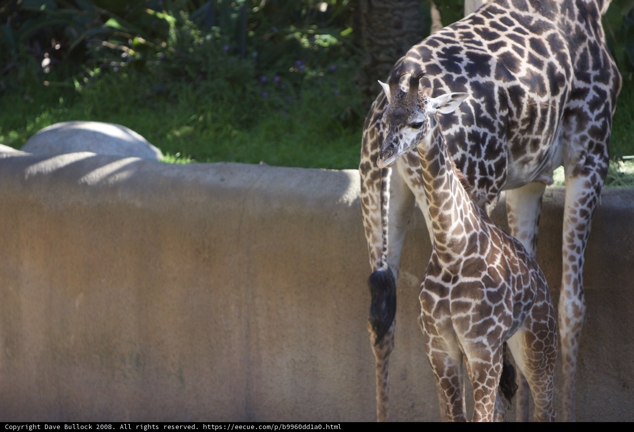 A Tender Moment between a Mom and Her Baby Giraffe