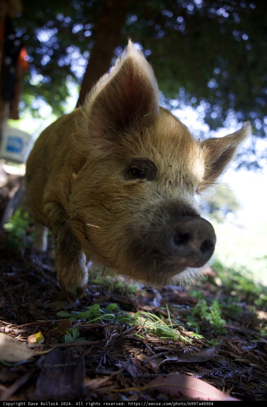 **Curiosity in the Wild: A Close Encounter**