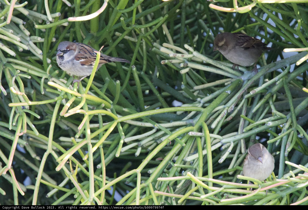 The Feathered Trio: A Serene Morning Encounter