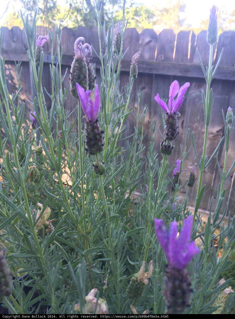Purple Herb Garden