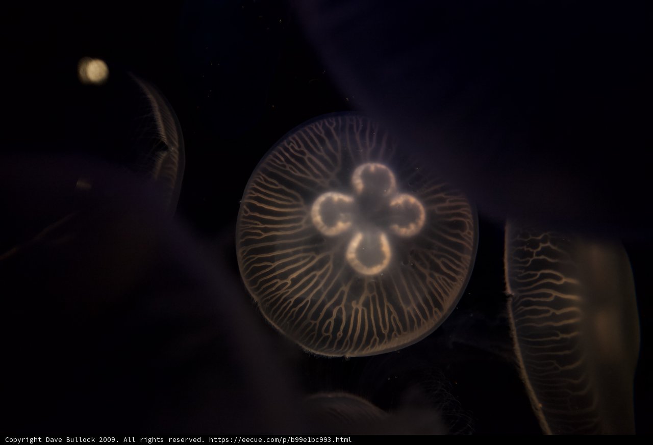 Glowing Sea Jellies