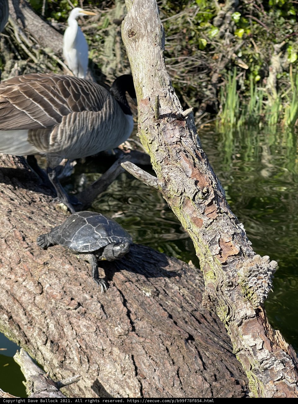 Harmony on a Branch