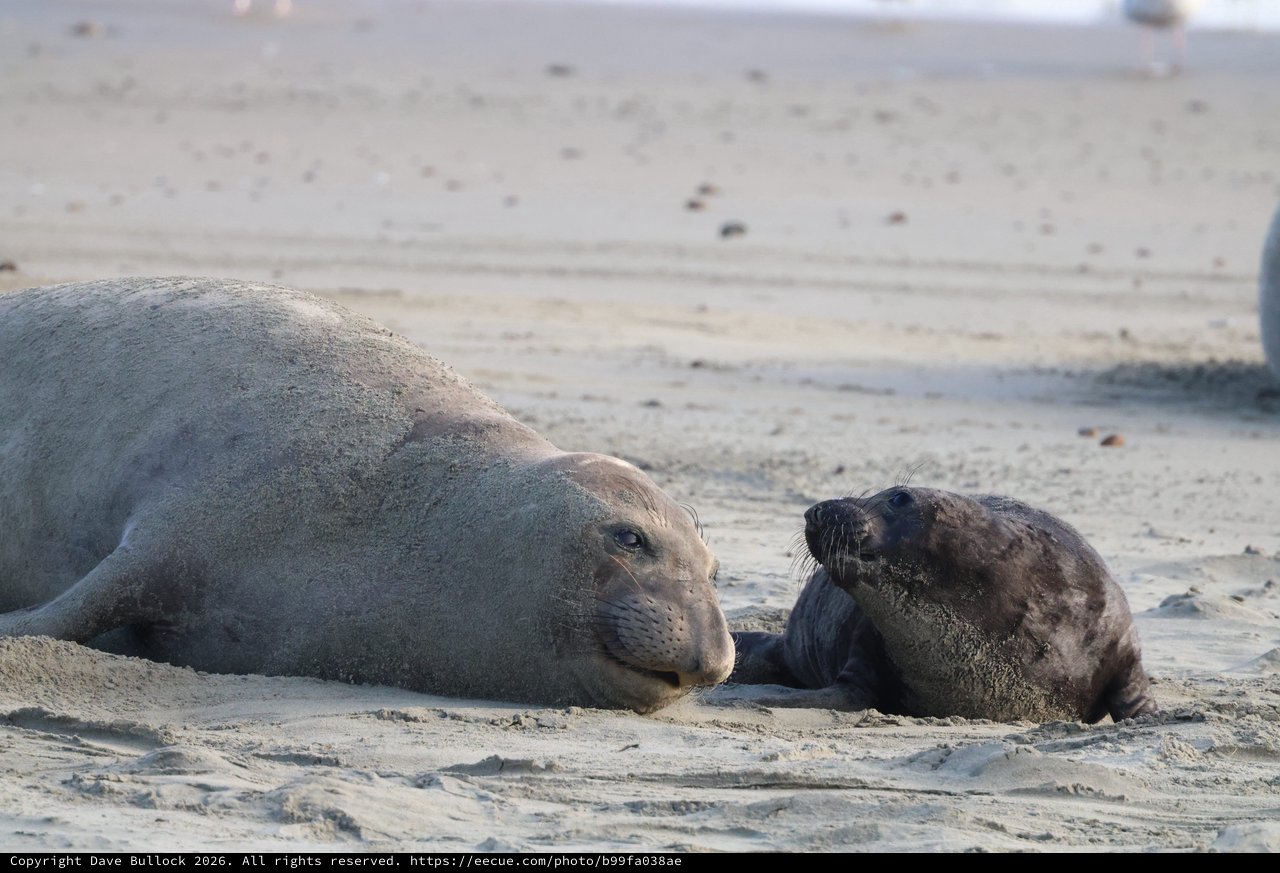 Elephant Seal Mother and Pup Resting on Beach