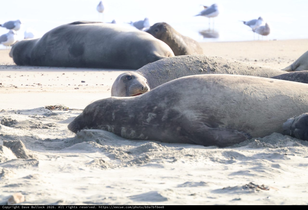 Elephant Seals Resting on Sandy Beach at Drakes Beach