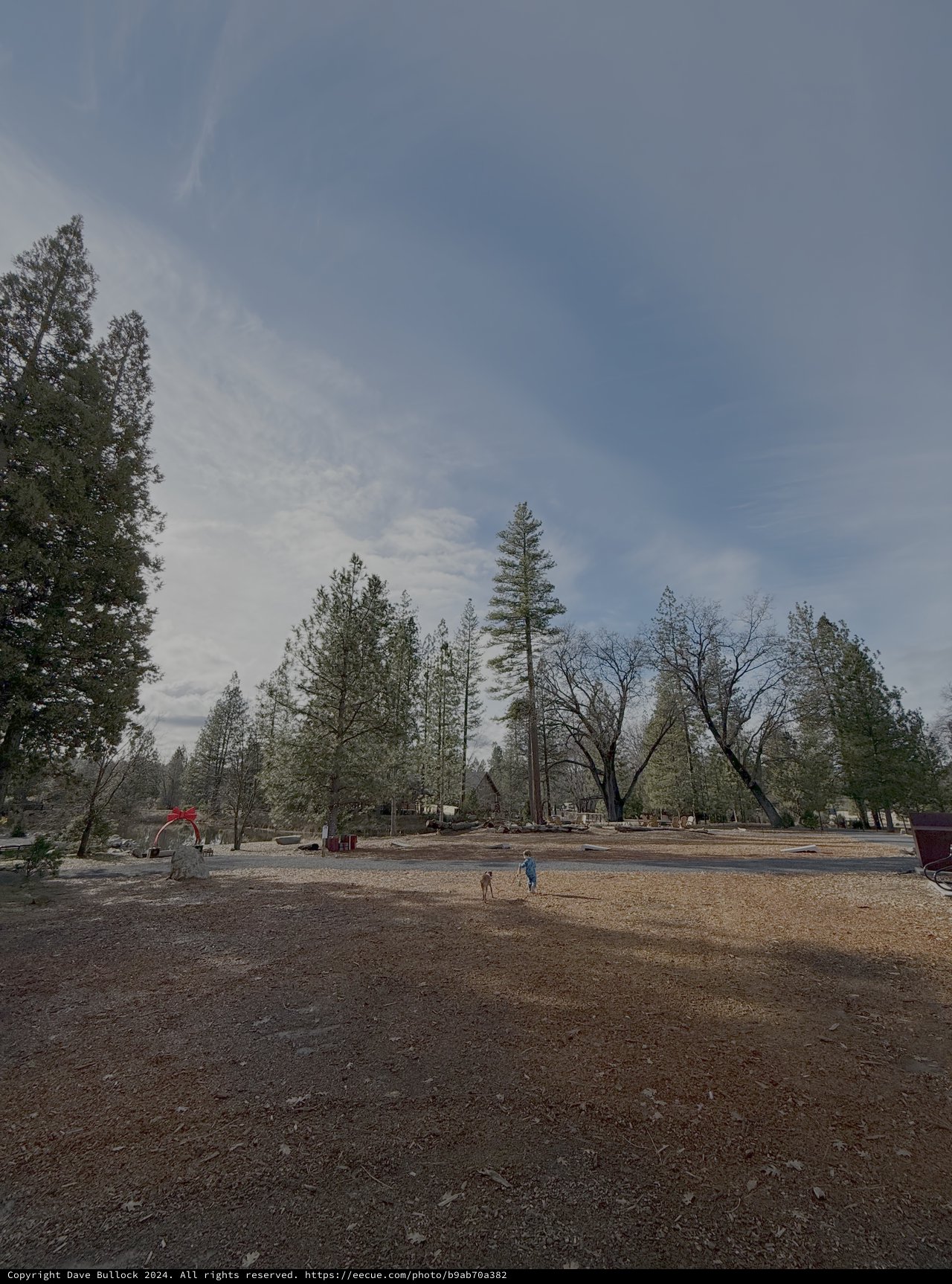 Lakeside Recreation Area with Tall Pine Trees