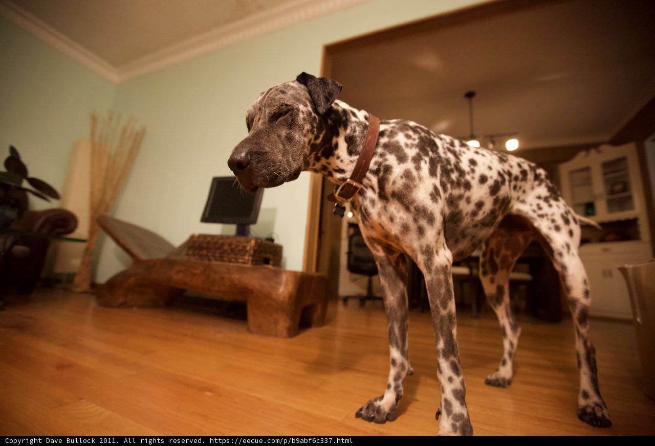 Canine on the Hardwood Floor