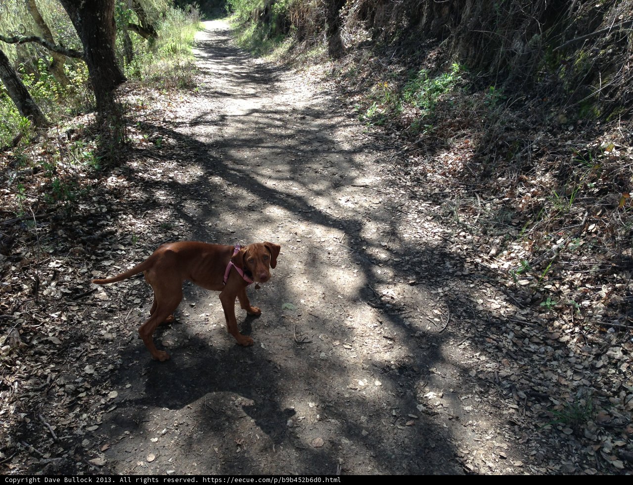 A Vizsla Goes on a Woodland Walk