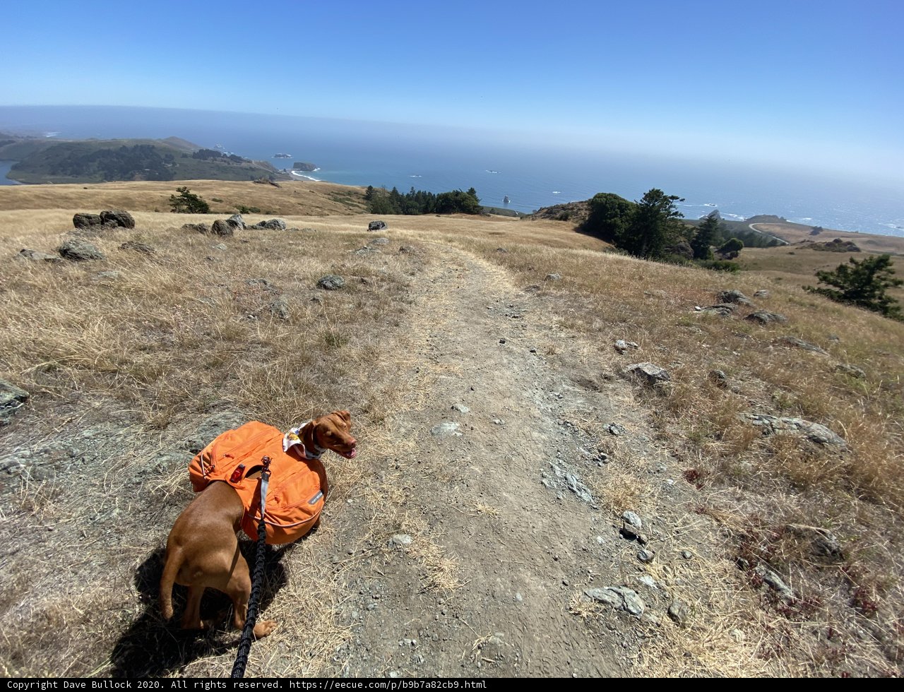 Adventure with a Canine Companion