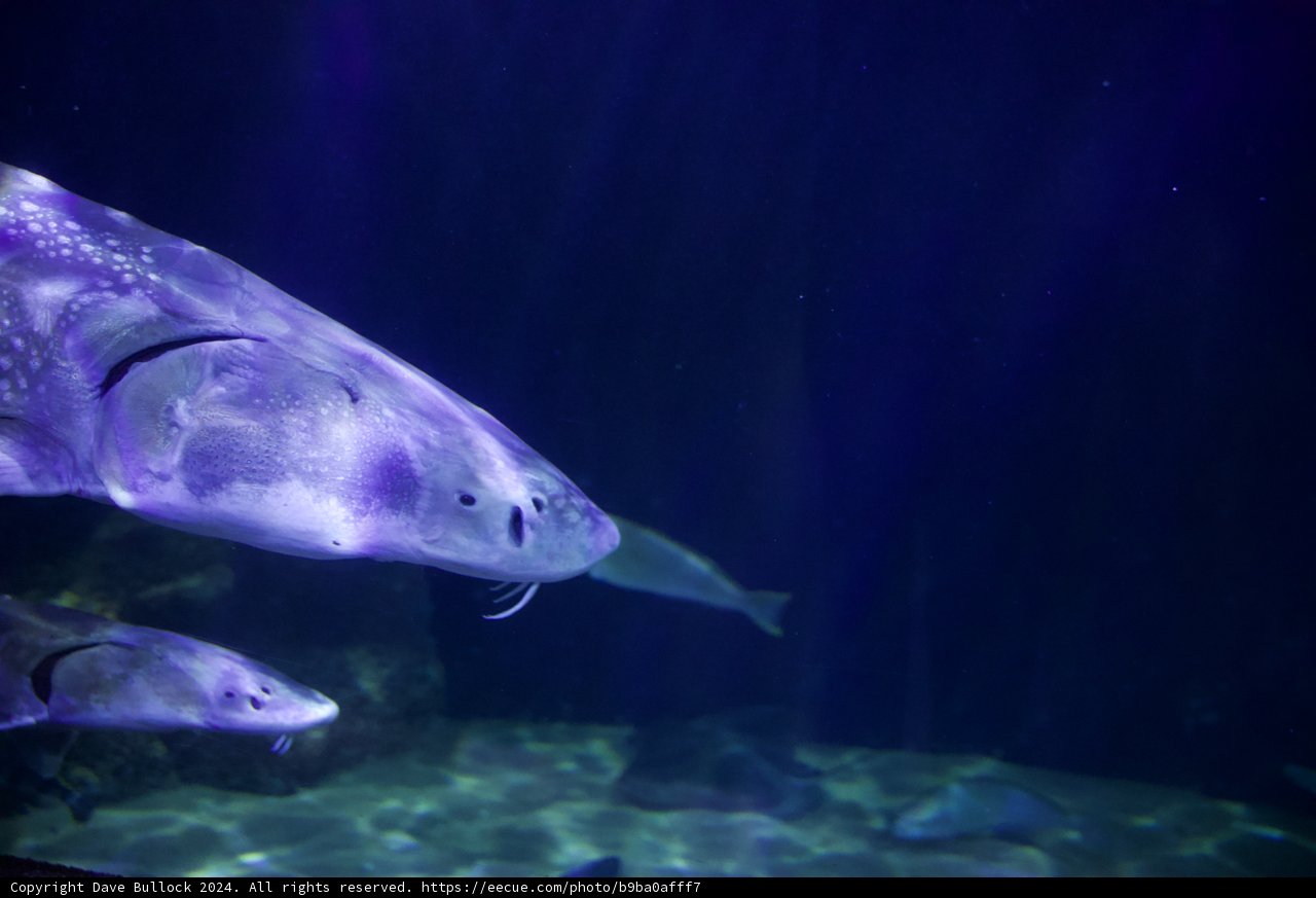 Stunning Sturgeon Display at Aquarium of the Bay