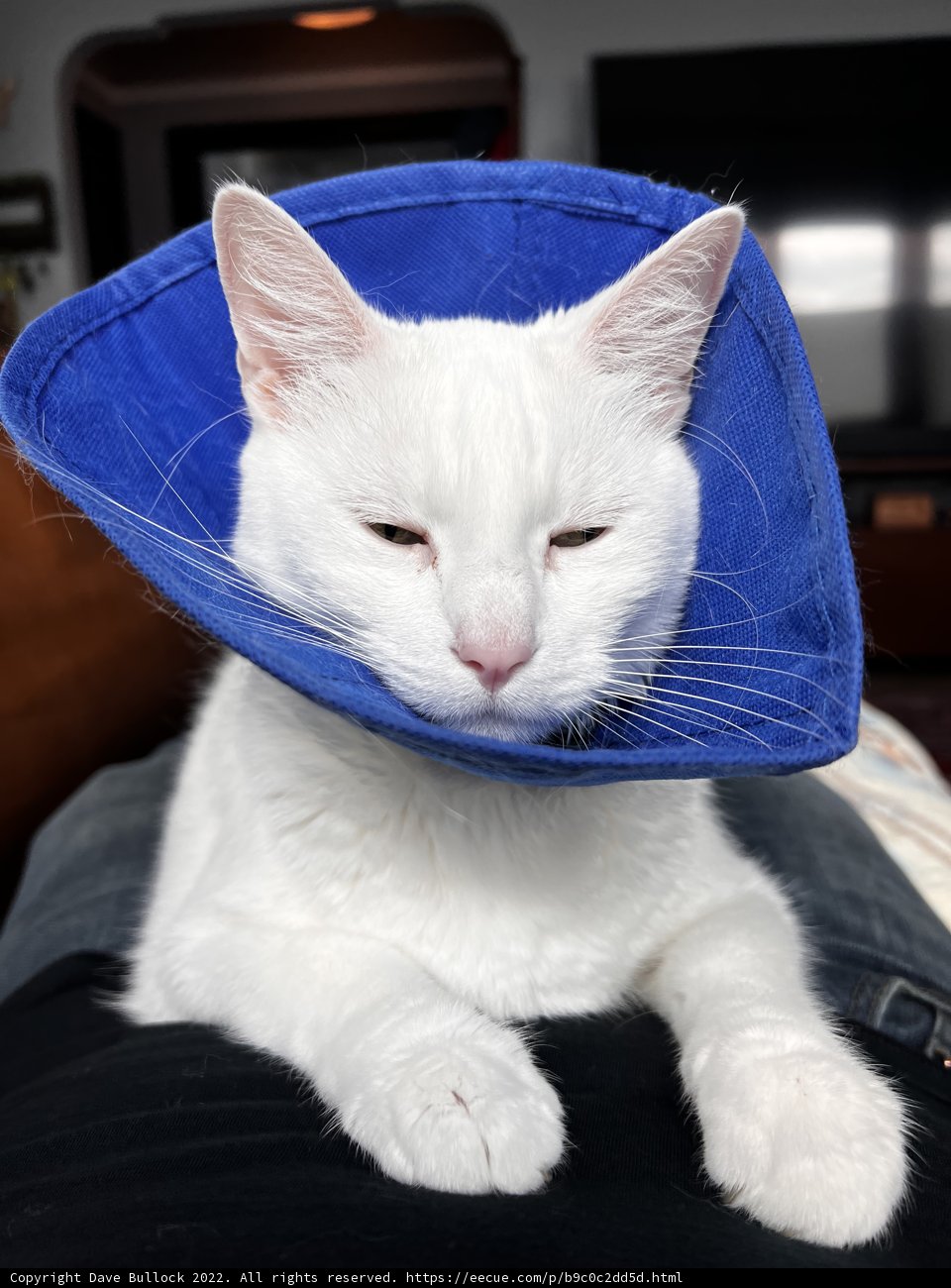 The Fashionable Feline