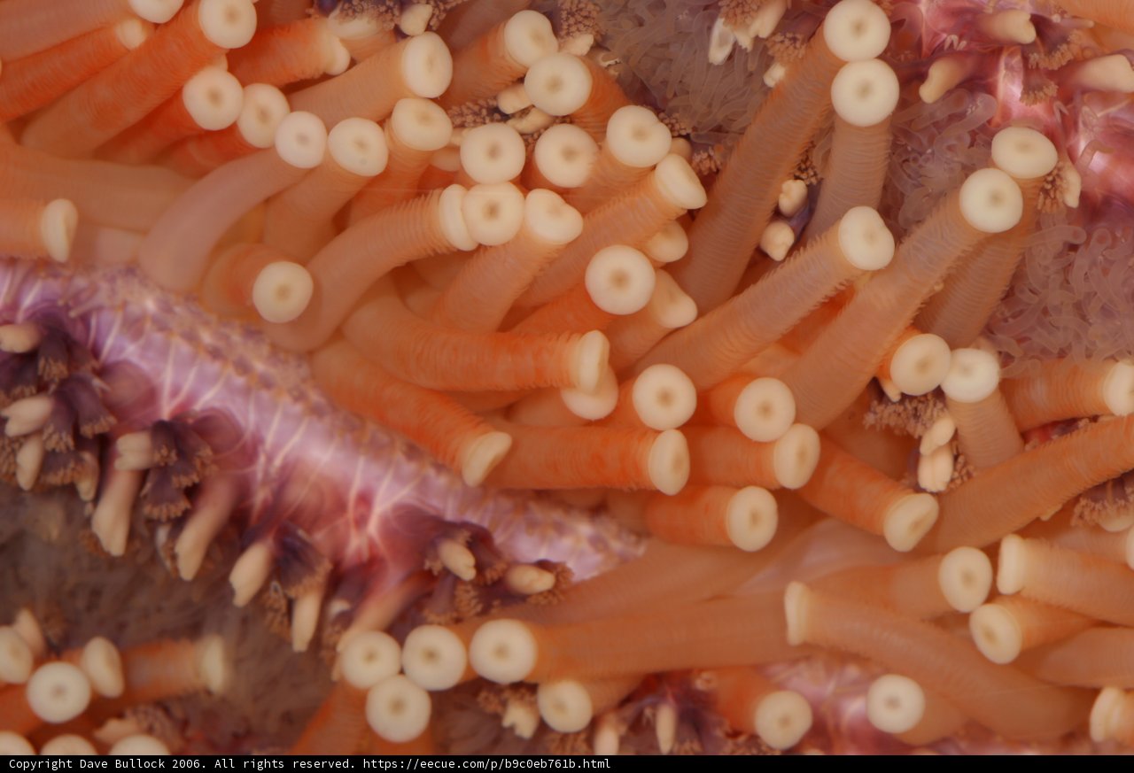 Vibrant Sea Anemone