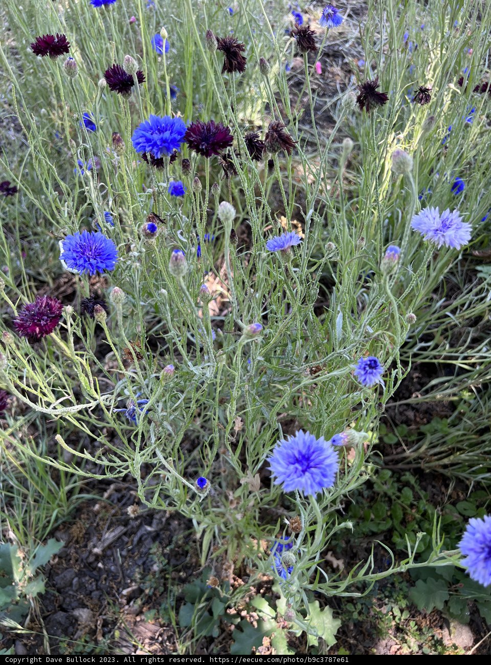 Sea of Serenity – the Blue Blossom Eden