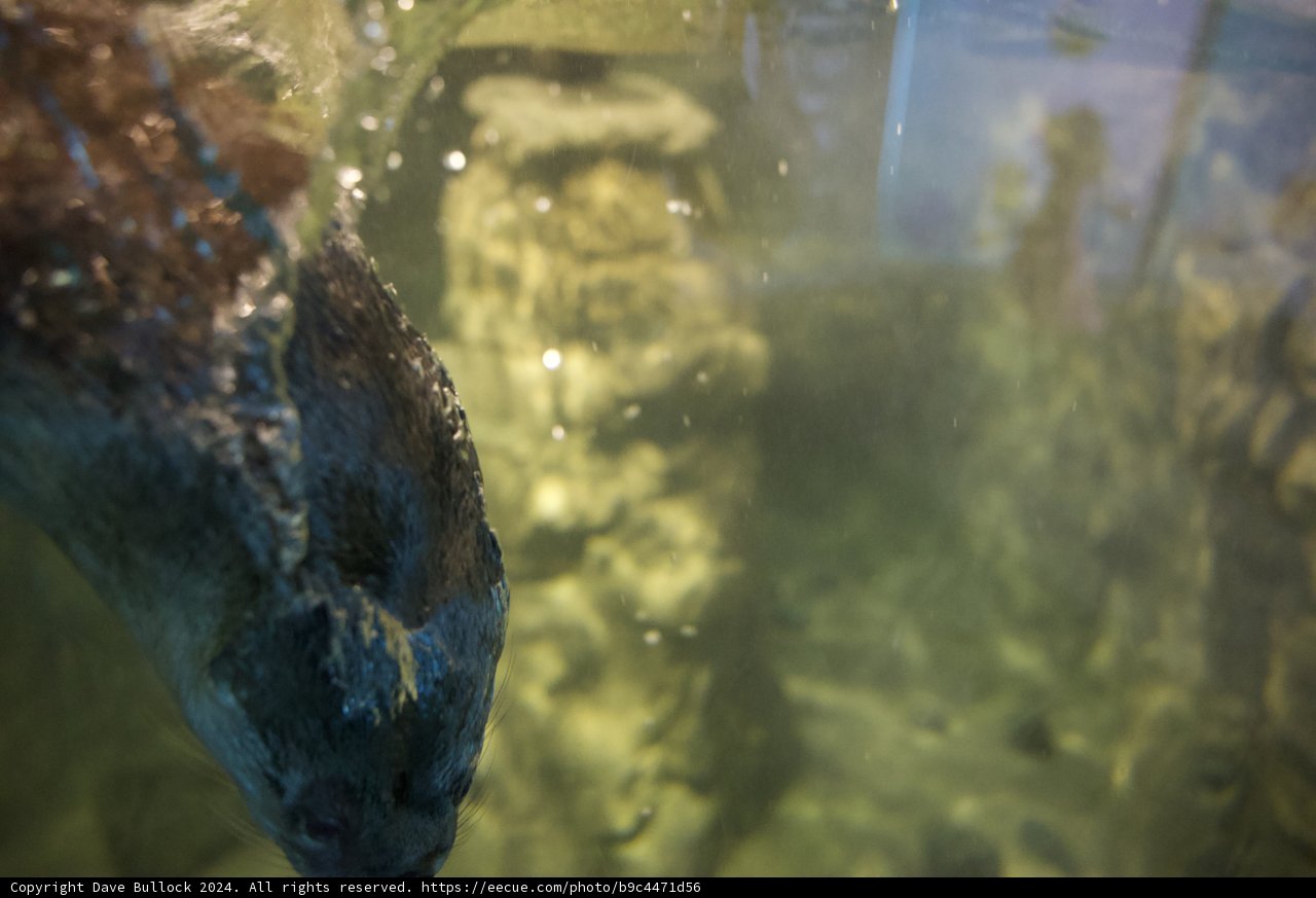 Dancing with Waves: An Adorable Seal Joins the Swim.